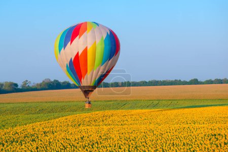 Photo for Hot air balloon is flying over the field with blooming sunflowers - Royalty Free Image
