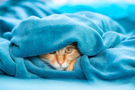 Téléchargez les photos : Mignon jeune gingembre chat tabby couché sur le canapé et jetant un coup d'oeil sous le tapis, drôle d'animal ludique à la maison - en image libre de droit