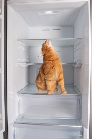 Foto de Lindo jengibre gato dentro abierto vacío refrigerador en casa - Imagen libre de derechos