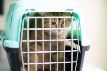 Téléchargez les photos : Jeune chat rouge est dans un porte-chat, plan intérieur - en image libre de droit