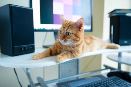Photo for Beautiful lazy ginger cat well-fed and satisfied sleeps at home working place near keypad. Work at home - Royalty Free Image