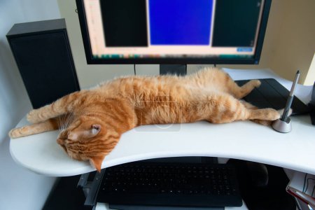 Foto de Hermoso gato jengibre perezoso bien alimentado y satisfecho duerme en el lugar de trabajo en casa cerca del teclado. Trabajo en casa - Imagen libre de derechos