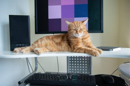 Photo for Beautiful lazy ginger cat well-fed and satisfied sleeps at home working place near keypad. Work at home - Royalty Free Image