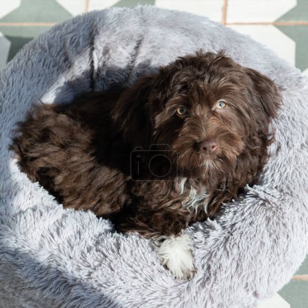 Photo for Puppy Yorkiepoo rests at home. Cute designer breed little dog, yorkshire terrier and poodle mix. Adorable pet's indoor portrait - Royalty Free Image