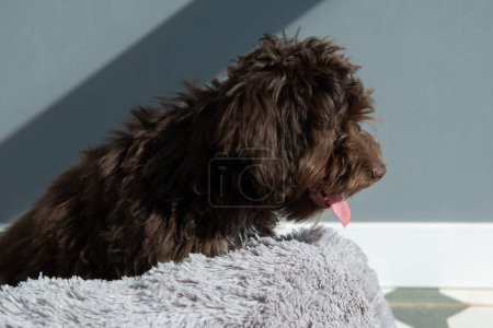 Foto de Cachorro yorkypu descansa en casa. Lindo diseñador raza perrito, yorkshire terrier y mezcla de caniche. Retrato interior de la mascota adorable - Imagen libre de derechos