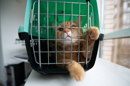 Foto de Gato rojo joven está en un portador de gato, tiro interior. Gato estresado está tratando de salir de la jaula. Moviéndose con mascotas - Imagen libre de derechos