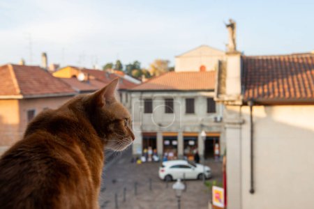 Téléchargez les photos : Gingembre mignon chat curieux regarde par la fenêtre sur la rue d'une ancienne ville européenne - en image libre de droit