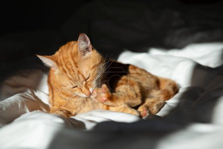 Photo for Ginger cute cat lies on bed with a white sheet and washes itself while basking in the sun - Royalty Free Image