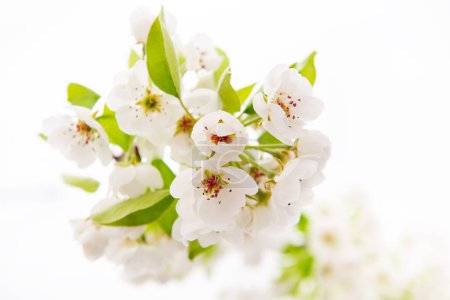 Téléchargez les photos : Le poirier fleurit. branche de poirier en fleurs avec des fleurs isolées sur fond blanc. Floraison au printemps - en image libre de droit