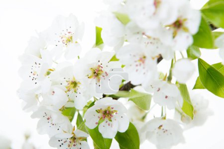 Foto de Las flores de los árboles de pera. Rama floreciente de peral con flores aisladas sobre fondo blanco. Floración en primavera - Imagen libre de derechos