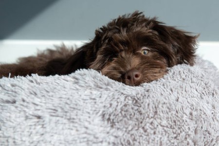 Foto de Cachorro Yorkiepoo descansa en casa. Lindo diseñador raza perrito, yorkshire terrier y mezcla de caniche. Retrato interior de la mascota adorable - Imagen libre de derechos