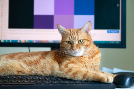 Téléchargez les photos : Beau chat roux paresseux bien nourri et satisfait dort à la maison lieu de travail près du clavier. Travail à domicile - en image libre de droit