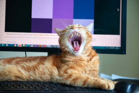 Foto de Hermoso gato jengibre perezoso bien alimentado y satisfecho duerme en el lugar de trabajo en casa cerca del teclado. Trabajo en casa - Imagen libre de derechos