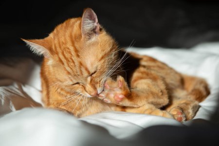Photo for Ginger cute cat lies on bed with a white sheet and washes itself while basking in the sun - Royalty Free Image