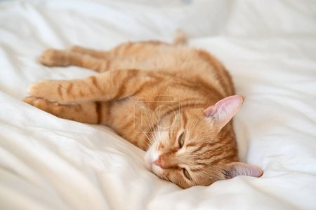 Téléchargez les photos : Gingembre mignon chat se couche et dort sur le lit avec un drap blanc tandis que, confort à la maison - en image libre de droit