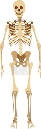 Ilustración de Icono del vector fósil esqueleto humano aislado sobre fondo blanco - Imagen libre de derechos