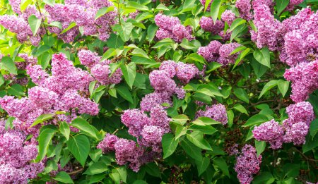 Large bush of beautiful fragrant blooming lilac