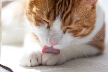Photo for Yoing striped red and white cat at home on table near window lick oneself with pink tongue - Royalty Free Image