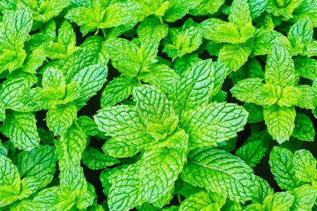 Photo for Green background of fresh garden mint - Royalty Free Image