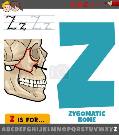 Illustration de dessin animé éducatif de la lettre Z de l'alphabet avec os zygomatique
