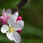 Single apple blossom in front of a calm background