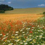 Grain field in summer with wildflowers
