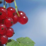 several red currants close-up