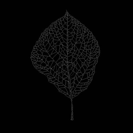Dead Leaves Catalogue series. Stippling illustration of a skeleton leaf highlighting the beauty in the bare, intricate structures of nature.