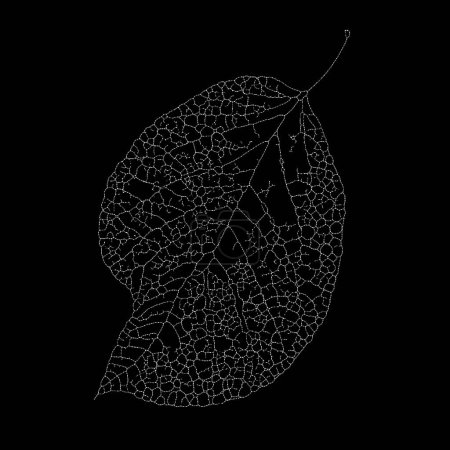 Dead Leaves Catalogue series. Stippling ilustración que muestra la compleja red de la hoja esquelética.