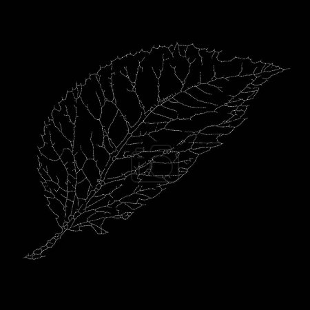 Photo for Dead Leaves Catalogue series. Stippling illustration of a skeleton leaf, exploring the juxtaposition of life's fragility and the enduring patterns found in nature. - Royalty Free Image