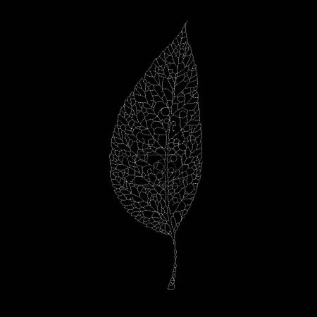 Photo for Dead Leaves Catalogue series. Stippling art of a skeleton leaf on the subject of natural forms, fragility, minimalism and design. - Royalty Free Image