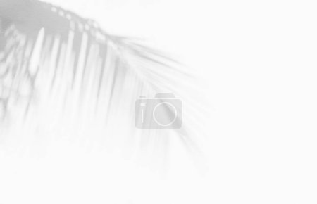 Téléchargez les photos : Ombre grise de feuille de coco de palmier naturel fond abstrait tombant sur la texture de mur blanc pour fond et papier peint. Feuilles de palmier tropicales effet de superposition d'ombre de feuillage, maquettage de feuillage et désir - en image libre de droit
