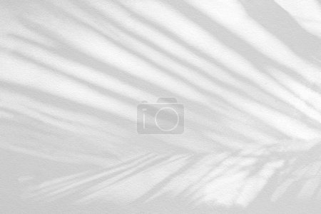 Téléchargez les photos : Gray shadow of natural palm leaf abstract background falling on white concrete wall texture for background and wallpaper. Tropical palm leaves foliage shadow overlay effect, mockup and desig - en image libre de droit