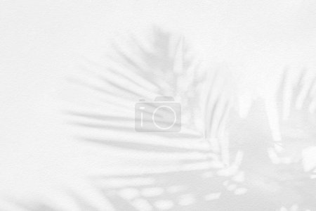 Téléchargez les photos : Gray shadow of natural palm leaf abstract background falling on white concrete wall texture for background and wallpaper. Tropical palm leaves foliage shadow overlay effect, mockup and desig - en image libre de droit