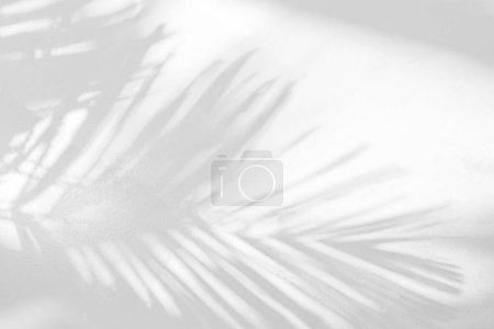 Téléchargez les photos : Ombre grise de feuille de palmier naturel fond abstrait tombant sur la texture de mur blanc pour fond et papier peint. Feuilles de palmier tropicales effet de superposition d'ombre de feuillage, maquettage de feuillage et désir - en image libre de droit