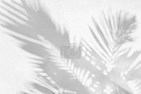 Téléchargez les photos : Ombre grise de feuille de palmier naturel et arbre fond abstrait tombant sur la texture de mur blanc pour le fond et le papier peint. Feuilles de palmier tropicales effet de superposition d'ombre de feuillage, maquettage de feuillage et désir - en image libre de droit