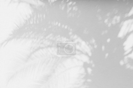 Téléchargez les photos : Ombre grise de feuille de palmier naturel et arbre fond abstrait tombant sur la texture de mur blanc pour le fond et le papier peint. Feuilles de palmier tropicales effet de superposition d'ombre de feuillage, maquettage de feuillage et désir - en image libre de droit