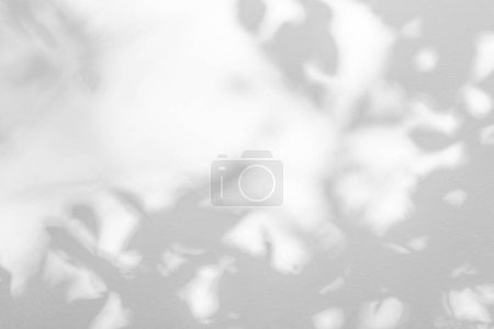 Photo for Leaf shadow and light on wall background. Nature tropical leaves tree branch and plant shade with sunlight from sunshine dappled on white wall texture for background wallpaper, shadow overlay effec - Royalty Free Image