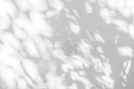 Photo for Abstract shadow and light blurred background with light bokeh. Natural gray shadows of leaves tree branch on white wall. Shadow overlay effect for foliage mockup, banner graphic layou - Royalty Free Image
