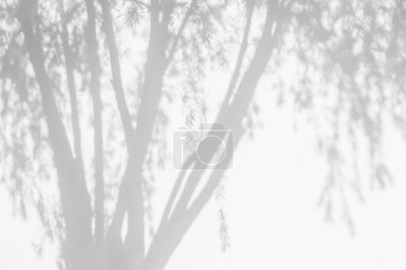 Photo for Tree shadow and light of leaf branch background. Nature leaves tropical jungle tree branch dark shadows and light from sunlight on wall texture for background wallpaper design, shadow overlay effec - Royalty Free Image
