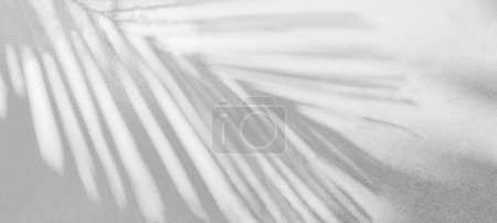 Téléchargez les photos : Ombre grise de feuille de palmier naturel fond abstrait tombant sur la texture de mur blanc pour fond et papier peint. Feuilles de palmier tropicales effet de superposition d'ombre de feuillage, maquettage de feuillage et désir - en image libre de droit