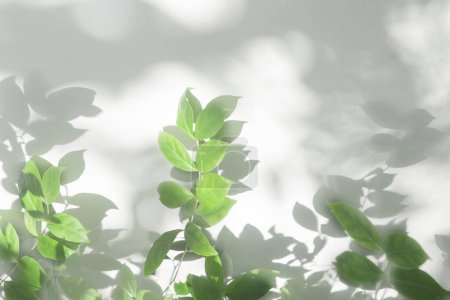Photo for Leaf shadow and sunshine reflection. Green plant leaves and gray darkness with shade, light, lighting on concrete wall, wallpaper. Shadows overlay effect backgroun - Royalty Free Image