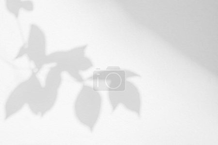 Photo for Leaf shadow and light on wall background. Nature tropical leaves tree branch and plant shade with sunlight from sunshine dappled on white wall texture for background wallpaper, shadow overlay effec - Royalty Free Image
