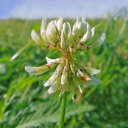 Blüte der weißen cleveren Blume an einem sonnigen Sommertag vor dem Hintergrund von grünem Feld und blauem Himmel, illustriert durch ein Foto     