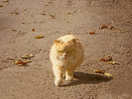 City cat is wanders on the asphalt in sunny autumn day, illustration