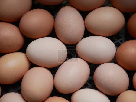 Téléchargez les photos : Œufs de poulet dans un étui en plastique noir, empilés au hasard tas de différentes couleurs, teintes et structure produit gastronomique brut - en image libre de droit