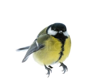 The Great tit is shown in close-up in the statics isolated on white background.