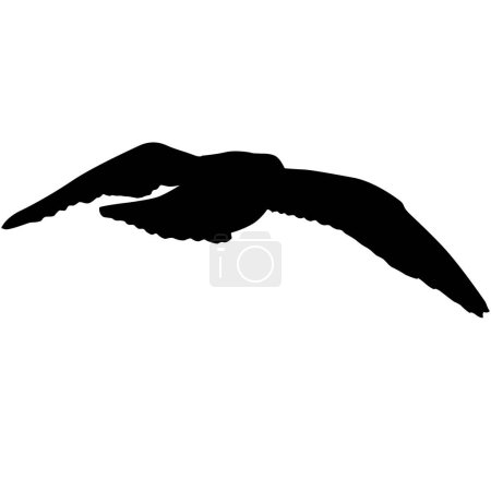Téléchargez les illustrations : Silhouette sur fond blanc d'un goéland marin. - en licence libre de droit