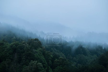 Téléchargez les photos : Vue en angle élevé d'une forêt par un matin brumeux. Fond nature avec espace de copie - en image libre de droit