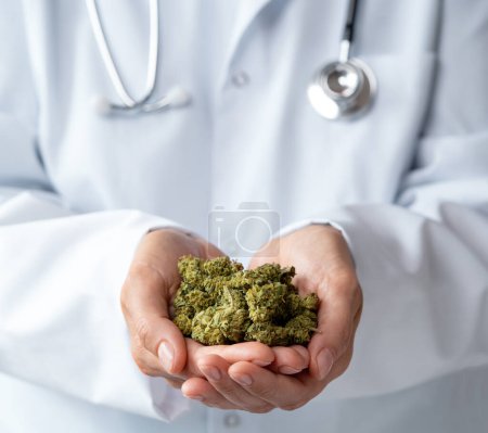 Téléchargez les photos : Gros plan de femmes médecins tenant des fleurs de marijuana séchées - en image libre de droit
